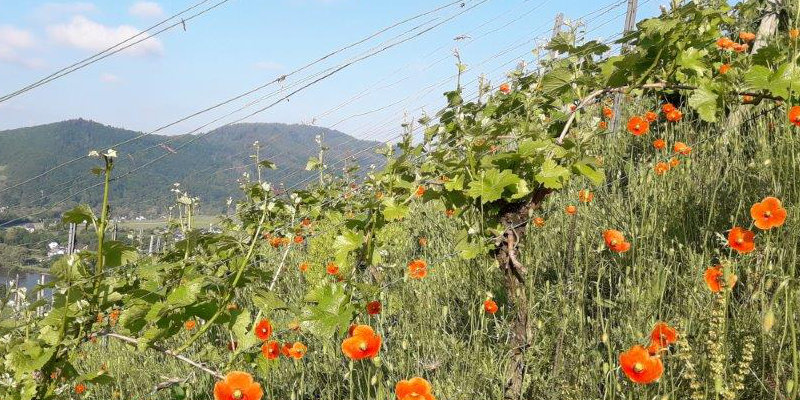 Weinbau im Taubertal