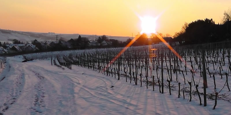 Weinberg im Winter