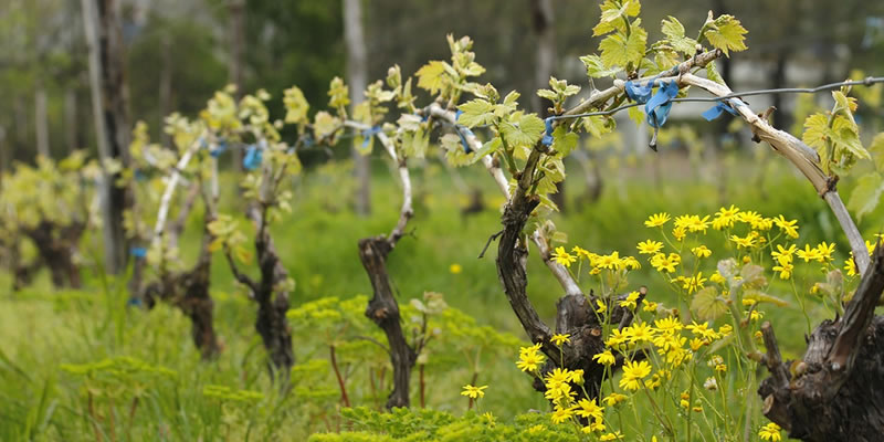 Weinbau im Taubertal